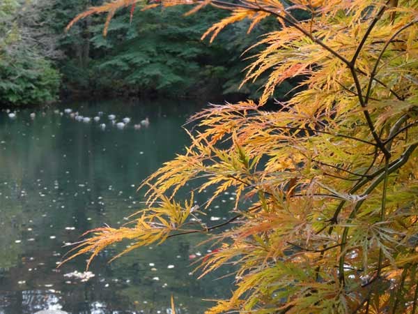 蘒原2014_1116_103303-DSC02202