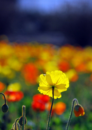 澤畠・一足早い春見つけた