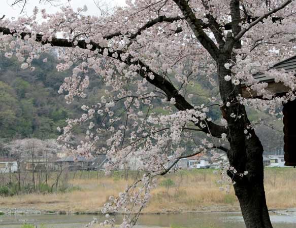 羽村隻の桜