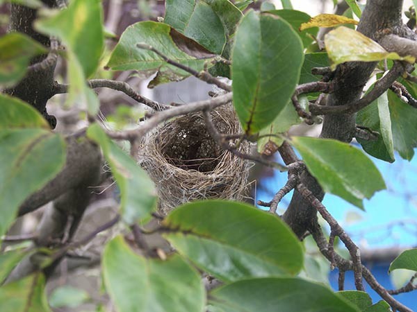 香川メジロ投稿用画像