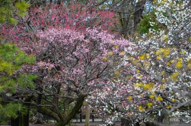 サンシュユ・梅・松の5色共演②web松島