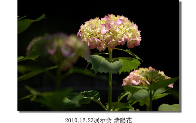 竹内2010.12.23展示会 紫陽花