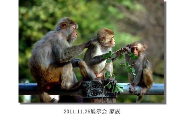 竹内2011.11.26展示会 家族