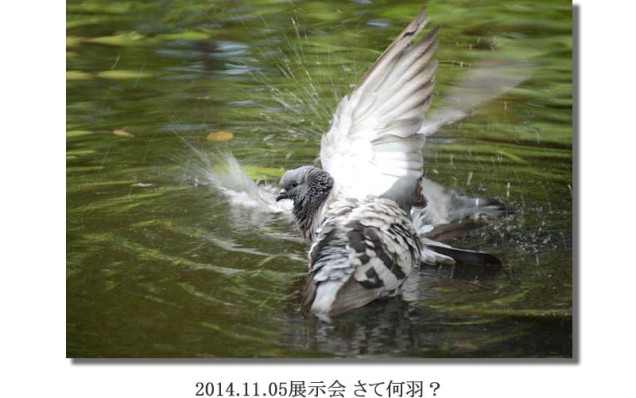 竹内2014.11.05展示会 さて何羽？
