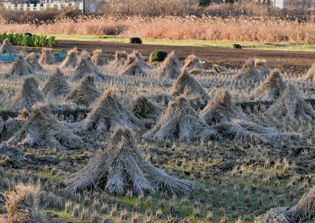 冬枯れ：見沼田んぼsawahata2jpg