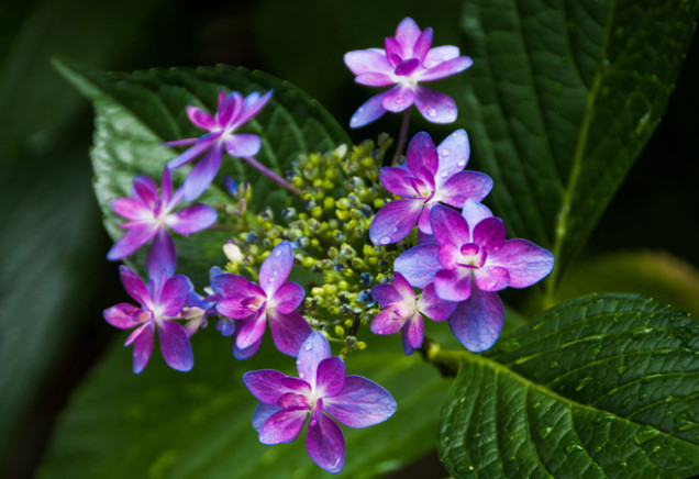 可憐なアジサイ