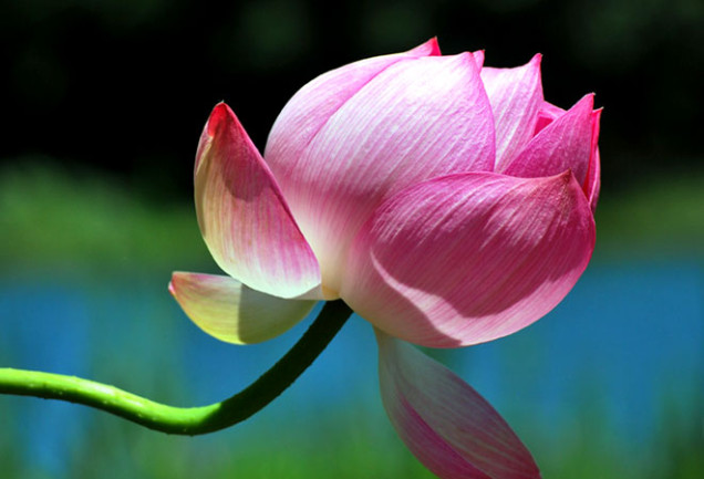 澤畠泳ぐがごとく1