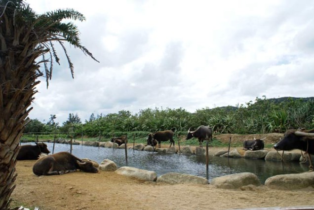 バアファハロー