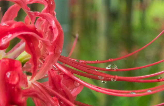 彼岸花水滴①web松島