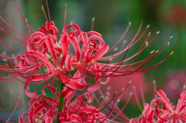 彼岸花背景ぼかし①-3web松島