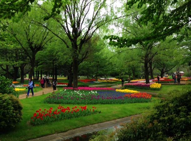 昭和記念公園チューリップ