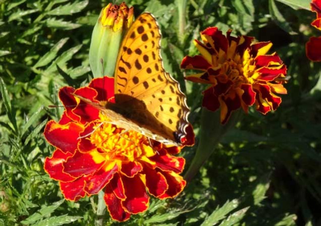 2015_1107_210727-花とヒョウモンチョウ