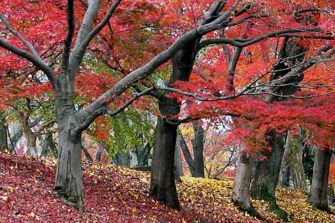 %e6%ad%a6%e8%94%b5%e9%87%8e%e5%85%ac%e5%9c%92%e3%81%ae%e7%a7%8b2