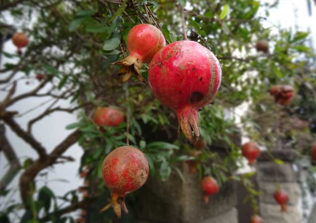 %e3%81%96%e3%81%8f%e3%82%8d%e8%98%92%e5%8e%9f