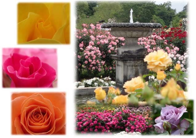 2016.05.16京成バラ園-1