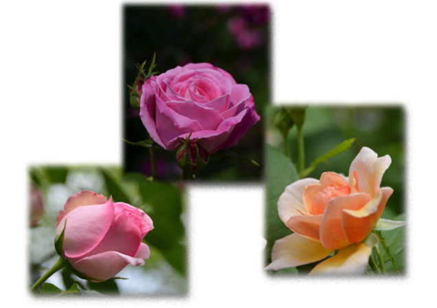 2016.05.16京成バラ園-2