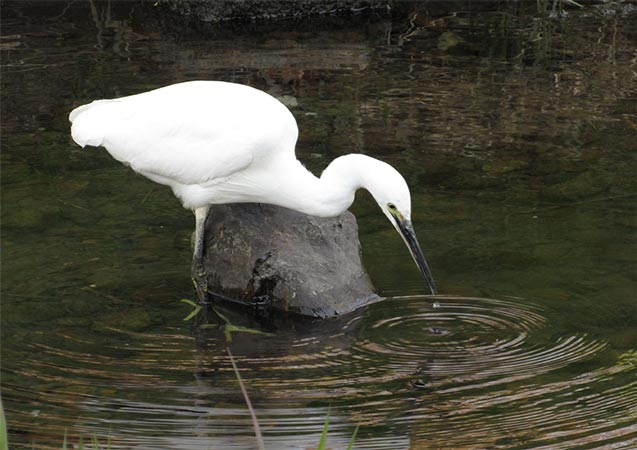 ２、コサギ「水も餌も戻ったよ！」
