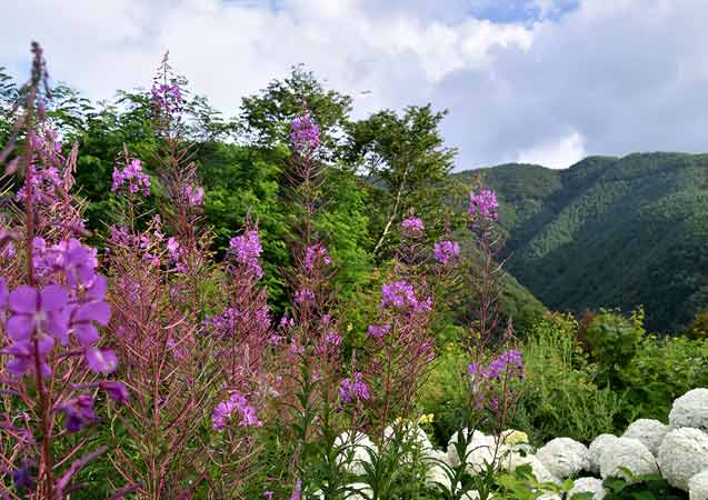 %e3%83%a4%e3%83%8a%e3%82%ae%e3%83%a9%e3%83%b3%e3%81%a8%e3%82%a2%e3%83%8a%e3%83%99%e3%83%absawahata4