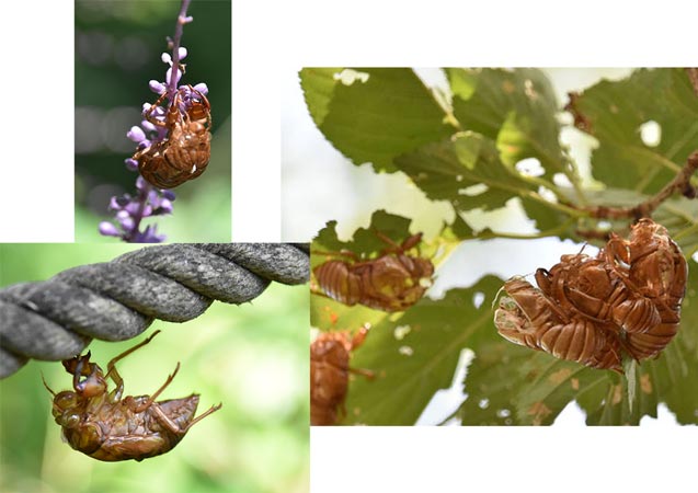 %e7%9b%9b%e5%a4%8fsawahata1