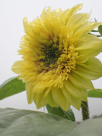 2016.09.04ひまわり