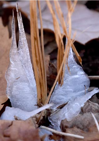 シモバシラ１sawahata2