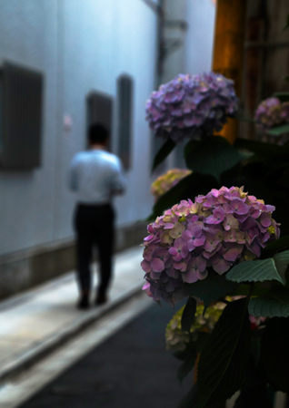 都会の紫陽花