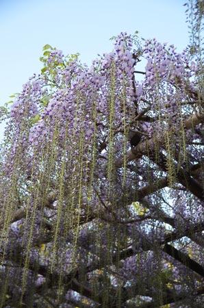 2017.04笠間稲荷神社八重の藤
