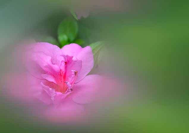 2017.06石神井公園三宝寺池つつじ