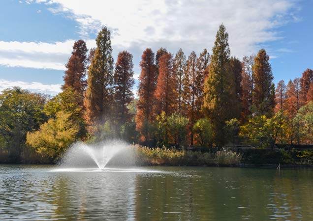 2017.11.26井の頭公園③