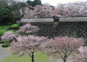 田村　古城の桜