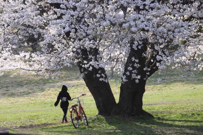画像に alt 属性が指定されていません。ファイル名: 20210326野川公園の桜38.jpg