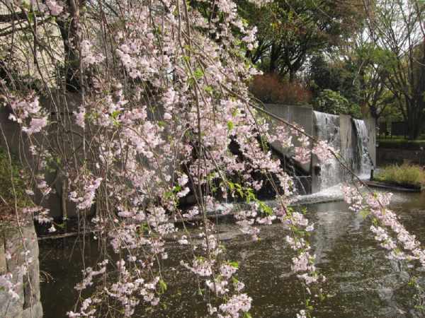 画像に alt 属性が指定されていません。ファイル名: 20210330府中の森公園の桜58.jpg