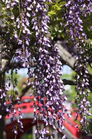 画像に alt 属性が指定されていません。ファイル名: 20210419亀戸天神26.jpg