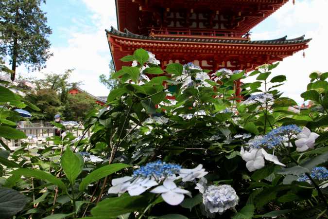 画像に alt 属性が指定されていません。ファイル名: 20210617高幡不動あじさい祭り034.jpg