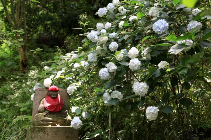 画像に alt 属性が指定されていません。ファイル名: 20210617高幡不動あじさい祭り063.jpg
