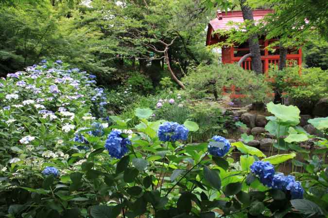 画像に alt 属性が指定されていません。ファイル名: 20210617高幡不動あじさい祭り120.jpg