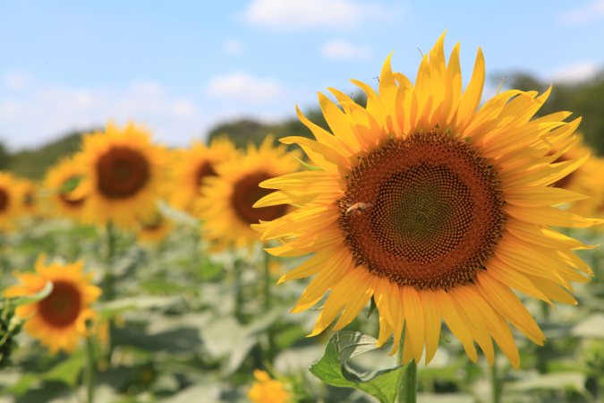 画像に alt 属性が指定されていません。ファイル名: 20210804昭和記念公園3.jpg