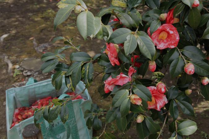 画像に alt 属性が指定されていません。ファイル名: 大島椿まつり-25.jpg