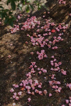 画像に alt 属性が指定されていません。ファイル名: 大島椿まつり-76.jpg