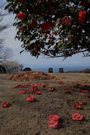 画像に alt 属性が指定されていません。ファイル名: 大島椿まつり-96.jpg